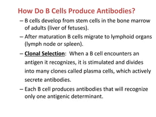 How Do B Cells Produce Antibodies?
– B cells develop from stem cells in the bone marrow
of adults (liver of fetuses).
– After maturation B cells migrate to lymphoid organs
(lymph node or spleen).
– Clonal Selection: When a B cell encounters an
antigen it recognizes, it is stimulated and divides
into many clones called plasma cells, which actively
secrete antibodies.
– Each B cell produces antibodies that will recognize
only one antigenic determinant.
 