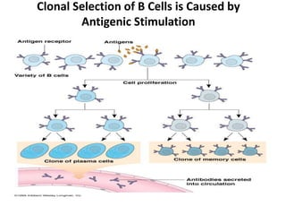 Clonal Selection of B Cells is Caused by
Antigenic Stimulation
 