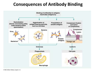 Consequences of Antibody Binding
 