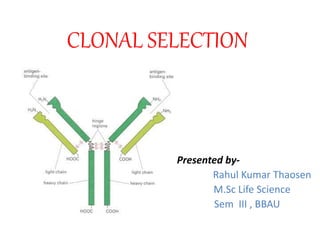 CLONAL SELECTION
Presented by-
Rahul Kumar Thaosen
M.Sc Life Science
Sem III , BBAU
 