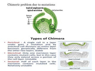 selection in clonally propagated crops assumtions and realities | PPTX