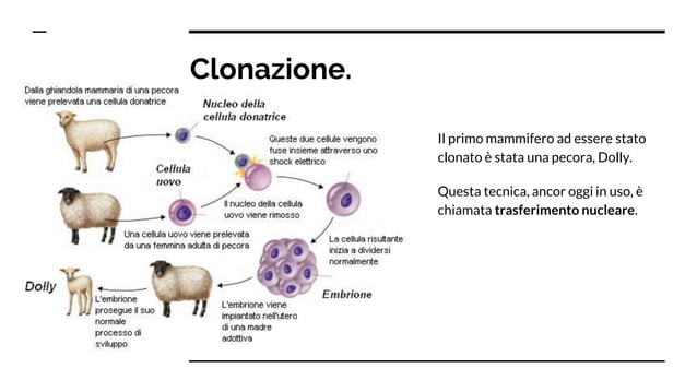 Telecomando Per Cancelli Programmabile Multifrequenza Lunga Distanza - Foto 4
