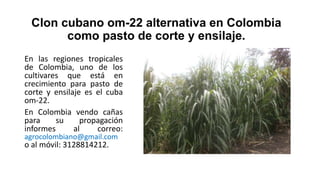 Clon cubano om-22 alternativa en Colombia
como pasto de corte y ensilaje.
En las regiones tropicales
de Colombia, uno de los
cultivares que está en
crecimiento para pasto de
corte y ensilaje es el cuba
om-22.
En Colombia vendo cañas
para
su
propagación
informes
al
correo:
agrocolombiano@gmail.com

o al móvil: 3128814212.

 