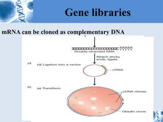 Library Cloning Comprehensive Overview of Gene Cloning and Gene Libraries in ...