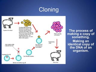 Cloning The process of making a copy of something. Making an identical copy of the DNA of an organism. 