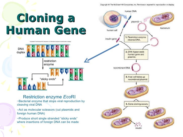 cloning gene cloning