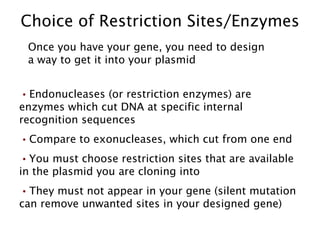 Endonucleases (or restriction enzymes) are enzymes which cut DNA at specific internal recognition sequences Compare to exonucleases, which cut from one end You must choose restriction sites that are available in the plasmid you are cloning into They must not appear in your gene (silent mutation can remove unwanted sites in your designed gene) Choice of Restriction Sites/Enzymes Once you have your gene, you need to design a way to get it into your plasmid 