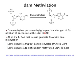 dam Methylation Dam methylase Dam methylase puts a methyl group on the nitrogen of 6 th  position of adenosine at the site:  G A TC  All of the E. Coli that we use generate DNA with dam methylation  Some enzymes  only  cut dam methylated DNA: eg DpnI Some enzymes  do not  cut dam methylated DNA: eg XbaI http://www.neb.com/nebecomm/tech_reference/restriction_enzymes/dam_dcm_methylases_of_ecoli.asp 