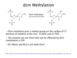 dcm Methylation http://www.neb.com/nebecomm/tech_reference/restriction_enzymes/dam_dcm_methylases_of_ecoli.asp Dcm methylase Dcm methylase puts a methyl group on the carbon of 5 th  position of cytidine at the site:  C C AGG and C C TGG  The enzyme we use most that can be affected by dcm methylation is SfiI XL1-Blues and BL21s are both Dcm + 