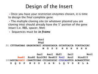 Once you have your restriction enzymes chosen, it is time to design the final complete gene The multiple cloning site (or whatever plasmid you are cloning into) should already have the 5’ portion of the gene intact (i.e. RBS, spacer, Met) Sequences must be  in frame NcoI BtgI 51  CTTTAATAAG GAGATATACC ATGGGCAGCA GCCATCACCA TCATCACCAC M  G  S  S  H  H  H  H  H  H  SacI  AscI  SbfI  SalI  NotI BamHI   EcoRI EcoICRI BssHII  PstI   AccI  HindIII 101 AGCCA GGATC   C GAATTCGAG CTCGGCGCGC  CTGCAG GTCG ACAAGCTTGC S  Q  D  P  N  S  S  S  A  R  L  Q  V  D  K  L  A Design of the Insert 