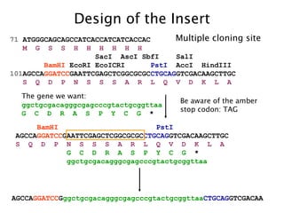 Design of the Insert 71  ATGGGCAGCAGCCATCACCATCATCACCAC M  G  S  S  H  H  H  H  H  H SacI  AscI SbfI  SalI  BamHI  EcoRI EcoICRI  PstI   AccI  HindIII 101 AGCCA GGATCC GAATTCGAGCTCGGCGCGC CTGCAG GTCGACAAGCTTGC S  Q  D  P  N  S  S  S  A  R  L  Q  V  D  K  L  A The gene we want: ggctgcgacagggcgagcccgtactgcggttaa   G  C  D  R  A  S  P  Y  C  G   * BamHI   PstI   AGCCA GGATCC GAATTCGAGCTCGGCGCGC CTGCAG GTCGACAAGCTTGC S  Q  D  P  N  S  S  S  A  R  L  Q  V  D  K  L  A G  C  D  R  A  S  P  Y  C  G   * ggctgcgacagggcgagcccgtactgcggttaa AGCCA GGATCC G ggctgcgacagggcgagcccgtactgcggttaa CTGCAG GTCGACAA Be aware of the amber stop codon: TAG Multiple cloning site 