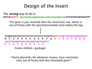 The  wrong  way to do it: AGCCA GGATCC  ggctgcgacagggcgagcccgtactgcggttaa CTGCAG GTCGACAAGCTT atgggcagcagccatcaccatcatcaccacagcca ggatcc ggctgcgacagggcgagcc M  G  S  S  H  H  H  H  H  H  S  Q   D  P   A  A  T  G  R  A   cgtactgcggttaactgcaggtcgacaagctt R  T  A  V  N  C  R  S  T  S   Frame shifted = garbage! Design of the Insert The gene is just inserted after the restriction site, which is out of frame with the plasmid-encoded start-codon/His-tag **Some plasmids, for whatever reason, have restriction sites out of frame with the translated gene** 