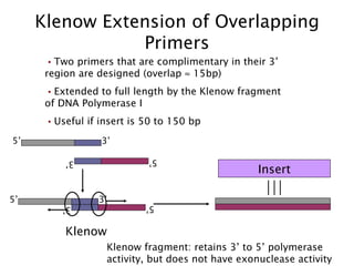 Klenow Extension of Overlapping Primers Two primers that are complimentary in their 3’ region are designed (overlap    15bp) Extended to full length by the Klenow fragment of DNA Polymerase I Useful if insert is 50 to 150 bp Insert 5’ 3’ 5’ 3’ Klenow fragment: retains 3’ to 5’ polymerase activity, but does not have exonuclease activity 5’ 3’ 5’ 3’ Klenow 