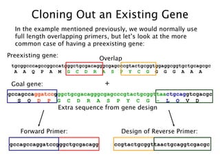 Cloning Out an Existing Gene In the example mentioned previously, we would normally use full length overlapping primers, but let’s look at the more common case of having a preexisting gene: gccagcca ggatcc g ggctgcgacagggcgagcccgtactgcggttaa ctgcag gtcgacgc S  Q   D  P   G  C  D  R  A  S  P  Y  C  G  -   L  Q   V  D  tgcggcccagccggccatgggctgcgacagggcgagcccgtactgcggtggaggcggtgctgcagcgc A  A  Q  P  A  M  G  C  D  R  A  S  P  Y  C  G   G  G  G  A  A  A Preexisting gene: Goal gene: + Overlap Extra sequence from gene design gccagccaggatccgggctgcgacagg ccgtactgcggttaactgcaggtcgacgc Forward Primer: Design of Reverse Primer: 