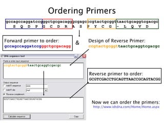gccagccaggatccgggctgcgacagggcgagcccgtactgcggttaactgcaggtcgacgc S  Q  D  P  G  C  D  R  A  S  P  Y  C  G  -  L  Q  V  D  Ordering Primers Forward primer to order: gccagccaggatccg ggctgcgacagg Reverse primer to order: GCGTCGACCTGCAGTTAACCGCAGTACGG Design of Reverse Primer:  ccgtactgcggt taactgcaggtcgacgc & http://www.idtdna.com/Home/Home. aspx Now we can order the primers: 