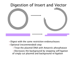Digestion of Insert and Vector Digest with the same restriction endonucleases Optional (recommended) step: Treat the plasmid DNA with Antarctic phosphatase Decreases the background by stopping self-ligation of singly cut plasmid and background re-ligation 