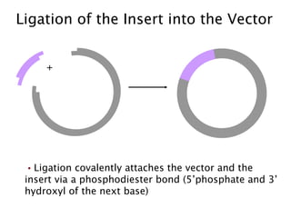 Ligation of the Insert into the Vector + Ligation covalently attaches the vector and the insert via a phosphodiester bond (5’phosphate and 3’ hydroxyl of the next base) 