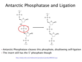Antarctic Phosphatase and Ligation  http://www.neb.com/nebecomm/products/productM0202.asp Antarctic Phosphatase cleaves this phosphate, disallowing self-ligation The insert still has the 5’ phosphate though 