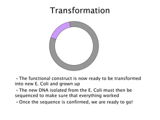 Transformation The functional construct is now ready to be transformed into new E. Coli and grown up The new DNA isolated from the E. Coli must then be sequenced to make sure that everything worked Once the sequence is confirmed, we are ready to go! 