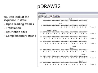 pDRAW32 You can look at the sequence in detail Open reading frames Translation Restriction sites Complementary strand 