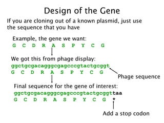 Design of the Gene Example, the gene we want: G  C  D  R  A  S  P  Y  C  G We got this from phage display: ggctgcgacagggcgagcccgtactgcggt G  C  D  R  A  S  P  Y  C  G Phage sequence Final sequence for the gene of interest: ggctgcgacagggcgagcccgtactgcggt taa G  C  D  R  A  S  P  Y  C  G  * Add a stop codon If you are cloning out of a known plasmid, just use the sequence that you have 