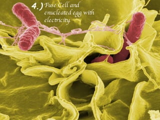 4.) Fuse Cell and enucleated egg with electricity.