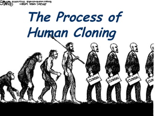 The Process of Human Cloning  