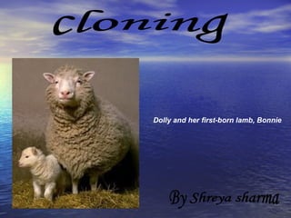 Dolly and her first-born lamb, Bonnie cloning By Shreya sharma 