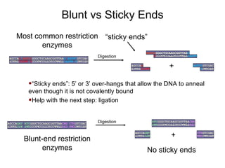 AGCCA G GATCC GGGCTGCAAGCGGTTAA G   AATTC GTCGAC GTCGAC G   AATTC TTAACCGCTTCCAGCCC G GATCC TGGCT GATCC GGGCTGCAAGCGGTTAA G AATTC TTAACCGCTTCCAGCCC G + “ sticky ends” AGCCA GAT ATC GGGCTGCAAGCGGTTAA CAG CTG GTCGAC GTCGAC CAG CTG TTAACCGCTTCCAGCCC GAT ATC TGGCT ATC GGGCTGCAAGCGGTTAA CAG CTG TTAACCGCTTCCAGCCC GAT AGCCA GAT ATC TGGCT + CTG GTCGAC GTCGAC CAG “ Sticky ends”: 5’ or 3’ over-hangs that allow the DNA to anneal even though it is not covalently bound Help with the next step: ligation Most common restriction enzymes Blunt-end restriction enzymes No sticky ends Blunt vs Sticky Ends Digestion Digestion GATCC TGGCT AGCCA G AATTC GTCGAC GTCGAC G 