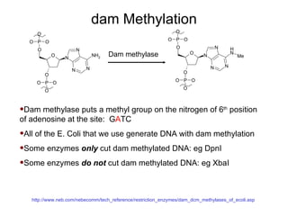 dam Methylation Dam methylase Dam methylase puts a methyl group on the nitrogen of 6 th  position of adenosine at the site:  G A TC  All of the E. Coli that we use generate DNA with dam methylation  Some enzymes  only  cut dam methylated DNA: eg DpnI Some enzymes  do not  cut dam methylated DNA: eg XbaI http://www.neb.com/nebecomm/tech_reference/restriction_enzymes/dam_dcm_methylases_of_ecoli.asp 