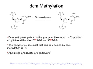 dcm Methylation http://www.neb.com/nebecomm/tech_reference/restriction_enzymes/dam_dcm_methylases_of_ecoli.asp Dcm methylase Dcm methylase puts a methyl group on the carbon of 5 th  position of cytidine at the site:  C C AGG and C C TGG  The enzyme we use most that can be affected by dcm methylation is SfiI XL1-Blues and BL21s are both Dcm + 