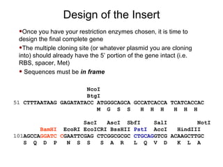 Once you have your restriction enzymes chosen, it is time to design the final complete gene The multiple cloning site (or whatever plasmid you are cloning into) should already have the 5’ portion of the gene intact (i.e. RBS, spacer, Met) Sequences must be  in frame NcoI BtgI 51  CTTTAATAAG GAGATATACC ATGGGCAGCA GCCATCACCA TCATCACCAC M  G  S  S  H  H  H  H  H  H  SacI  AscI  SbfI  SalI  NotI BamHI   EcoRI EcoICRI BssHII  PstI   AccI  HindIII 101 AGCCA GGATC   C GAATTCGAG CTCGGCGCGC  CTGCAG GTCG ACAAGCTTGC S  Q  D  P  N  S  S  S  A  R  L  Q  V  D  K  L  A Design of the Insert 