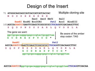 Design of the Insert 71  ATGGGCAGCAGCCATCACCATCATCACCAC M  G  S  S  H  H  H  H  H  H SacI  AscI SbfI  SalI  BamHI  EcoRI EcoICRI  PstI   AccI  HindIII 101 AGCCA GGATCC GAATTCGAGCTCGGCGCGC CTGCAG GTCGACAAGCTTGC S  Q  D  P  N  S  S  S  A  R  L  Q  V  D  K  L  A The gene we want: ggctgcgacagggcgagcccgtactgcggttaa   G  C  D  R  A  S  P  Y  C  G   * BamHI   PstI   AGCCA GGATCC GAATTCGAGCTCGGCGCGC CTGCAG GTCGACAAGCTTGC S  Q  D  P  N  S  S  S  A  R  L  Q  V  D  K  L  A G  C  D  R  A  S  P  Y  C  G   * ggctgcgacagggcgagcccgtactgcggttaa AGCCA GGATCC G ggctgcgacagggcgagcccgtactgcggttaa CTGCAG GTCGACAA Be aware of the amber stop codon: TAG Multiple cloning site 