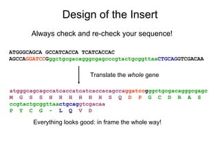 Design of the Insert Always check and re-check your sequence! ATGGGCAGCA GCCATCACCA TCATCACCAC AGCCA GGATCC G ggctgcgacagggcgagcccgtactgcggttaa CTGCAG GTCGACAA atgggcagcagccatcaccatcatcaccacagcca ggatcc g ggctgcgacagggcgagc   M  G  S  S  H  H  H  H  H  H  S  Q  D  P   G  C  D  R  A  S   ccgtactgcggttaa ctgcag gtcgacaa   P  Y  C  G  -   L  Q   V  D   Everything looks good: in frame the whole way! Translate the  whole  gene 