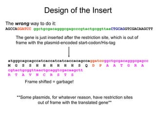 The  wrong  way to do it: AGCCA GGATCC  ggctgcgacagggcgagcccgtactgcggttaa CTGCAG GTCGACAAGCTT atgggcagcagccatcaccatcatcaccacagcca ggatcc ggctgcgacagggcgagcc M  G  S  S  H  H  H  H  H  H  S  Q   D  P   A  A  T  G  R  A   cgtactgcggttaactgcaggtcgacaagctt R  T  A  V  N  C  R  S  T  S   Frame shifted = garbage! Design of the Insert The gene is just inserted after the restriction site, which is out of frame with the plasmid-encoded start-codon/His-tag **Some plasmids, for whatever reason, have restriction sites out of frame with the translated gene** 