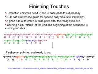 Finishing Touches atgggcagcagccatcaccatcatcaccacagcca ggatcc g ggctgcgacagggcgagc   M  G  S  S  H  H  H  H  H  H  S  Q  D  P   G  C  D  R  A  S   ccgtactgcggttaa ctgcag gtcgacaa   P  Y  C  G  -   L  Q   V  D   Restriction enzymes need 5’ and 3’ base pairs to cut properly NEB has a reference guide for specific enzymes (see link below) A good rule of thumb is 6 base pairs after the recognition site Inserting a GC “clamp” at the end and beginning of the sequence is also a good idea http://www.neb.com/nebecomm/tech_reference/restriction_enzymes/cleavage_linearized_vector.asp gccagcca ggatcc g ggctgcgacagggcgagcccgtactgcggttaa ctgcag gtcgacgc S  Q   D  P   G  C  D  R  A  S  P  Y  C  G  -   L  Q   V  D  Final gene, polished and ready to go: 