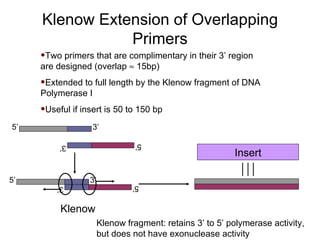 Klenow Extension of Overlapping Primers Two primers that are complimentary in their 3’ region are designed (overlap    15bp) Extended to full length by the Klenow fragment of DNA Polymerase I Useful if insert is 50 to 150 bp Insert 5’ 3’ 5’ 3’ Klenow fragment: retains 3’ to 5’ polymerase activity, but does not have exonuclease activity 5’ 3’ 5’ 3’ Klenow 