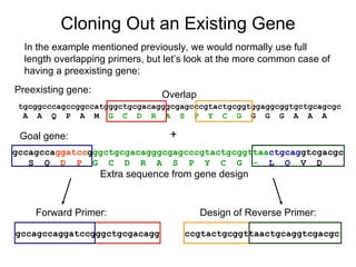 Cloning Out an Existing Gene In the example mentioned previously, we would normally use full length overlapping primers, but let’s look at the more common case of having a preexisting gene: gccagcca ggatcc g ggctgcgacagggcgagcccgtactgcggttaa ctgcag gtcgacgc S  Q   D  P   G  C  D  R  A  S  P  Y  C  G  -   L  Q   V  D  tgcggcccagccggccatgggctgcgacagggcgagcccgtactgcggtggaggcggtgctgcagcgc A  A  Q  P  A  M  G  C  D  R  A  S  P  Y  C  G   G  G  G  A  A  A Preexisting gene: Goal gene: + Overlap Extra sequence from gene design gccagccaggatccgggctgcgacagg ccgtactgcggttaactgcaggtcgacgc Forward Primer: Design of Reverse Primer: 