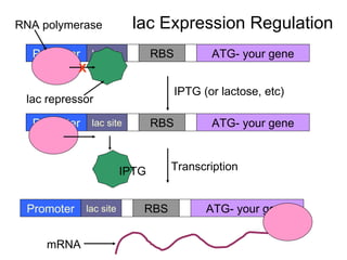 mRNA lac Expression Regulation lac site Promoter RBS ATG- your gene lac repressor lac site Promoter RBS ATG- your gene RNA polymerase X IPTG (or lactose, etc) IPTG lac site Promoter RBS ATG- your gene Transcription 