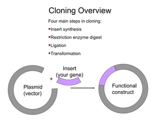 Cloning Overview Four main steps in cloning: Insert synthesis Restriction enzyme digest Ligation Transformation + Functional construct Plasmid (vector) Insert (your gene) 