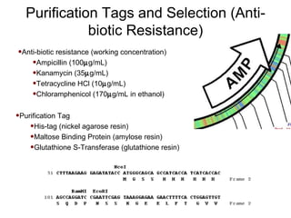 Anti-biotic resistance (working concentration) Ampicillin (100  g/mL) Kanamycin (35  g/mL) Tetracycline HCl (10  g/mL) Chloramphenicol (170  g/mL in ethanol) Purification Tags and Selection (Anti-biotic Resistance) Purification Tag His-tag (nickel agarose resin) Maltose Binding Protein (amylose resin) Glutathione S-Transferase (glutathione resin) 