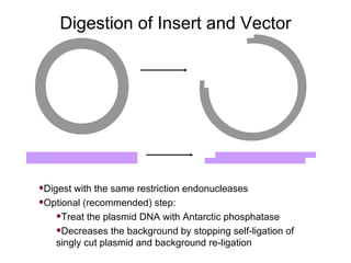 Digestion of Insert and Vector Digest with the same restriction endonucleases Optional (recommended) step: Treat the plasmid DNA with Antarctic phosphatase Decreases the background by stopping self-ligation of singly cut plasmid and background re-ligation 