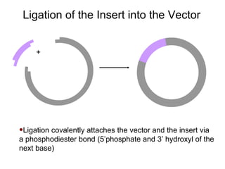 Ligation of the Insert into the Vector + Ligation covalently attaches the vector and the insert via a phosphodiester bond (5’phosphate and 3’ hydroxyl of the next base) 