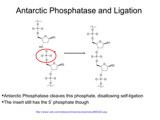 Antarctic Phosphatase and Ligation  http://www.neb.com/nebecomm/products/productM0202.asp Antarctic Phosphatase cleaves this phosphate, disallowing self-ligation The insert still has the 5’ phosphate though 