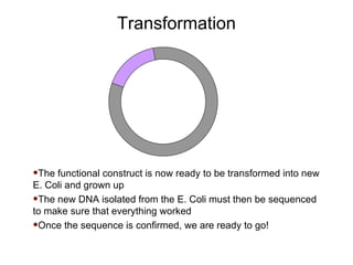 Transformation The functional construct is now ready to be transformed into new E. Coli and grown up The new DNA isolated from the E. Coli must then be sequenced to make sure that everything worked Once the sequence is confirmed, we are ready to go! 