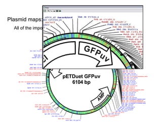 All of the important information in one place! pDRAW32 Plasmid maps: pDRAW32 