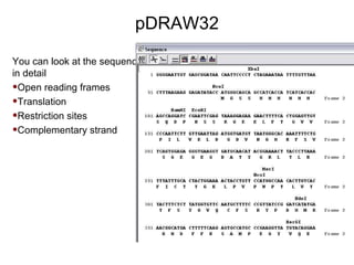pDRAW32 You can look at the sequence in detail Open reading frames Translation Restriction sites Complementary strand 