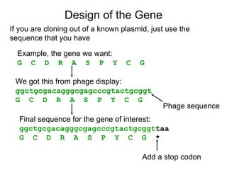 Design of the Gene Example, the gene we want: G  C  D  R  A  S  P  Y  C  G We got this from phage display: ggctgcgacagggcgagcccgtactgcggt G  C  D  R  A  S  P  Y  C  G Phage sequence Final sequence for the gene of interest: ggctgcgacagggcgagcccgtactgcggt taa G  C  D  R  A  S  P  Y  C  G  * Add a stop codon If you are cloning out of a known plasmid, just use the sequence that you have 