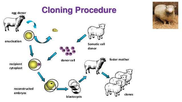 Image result for cloning