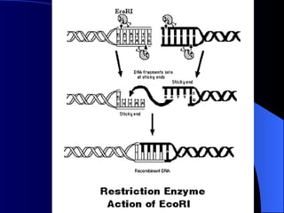 Power point slides on gene Cloning for genetic engineering students | PPT